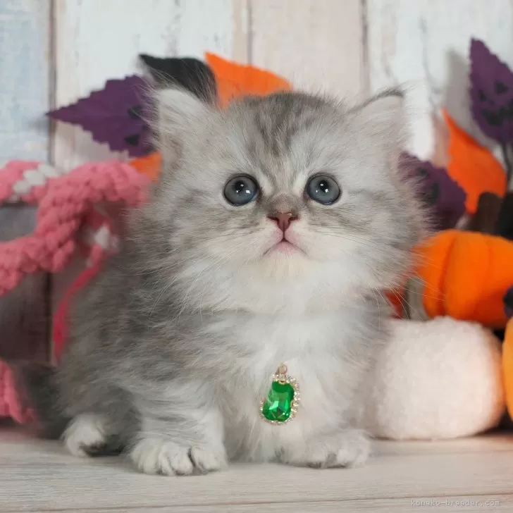 ID：2409-01568の子猫