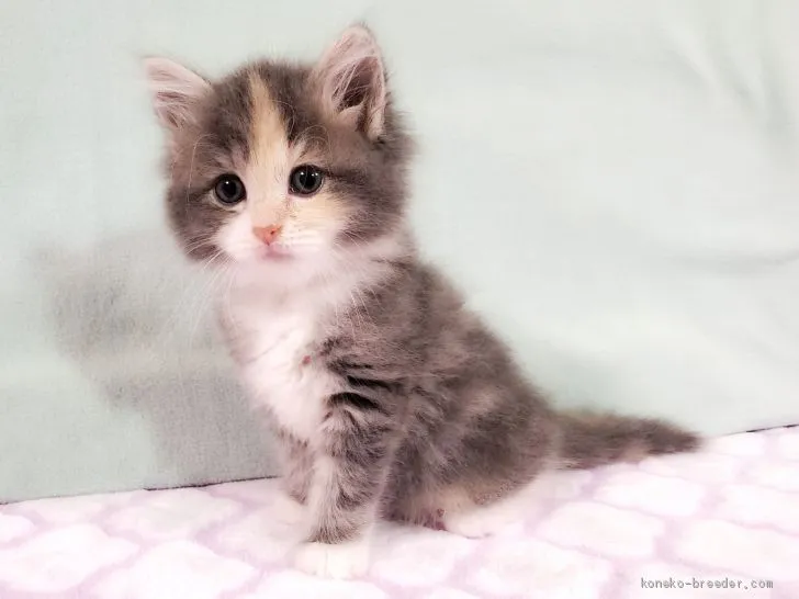 ID：2101-01554の子猫