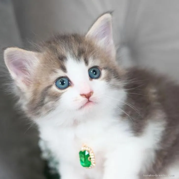 ID:2302-02016の子猫
