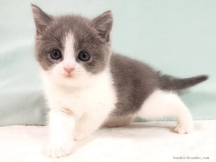 ID:2101-00824の子猫