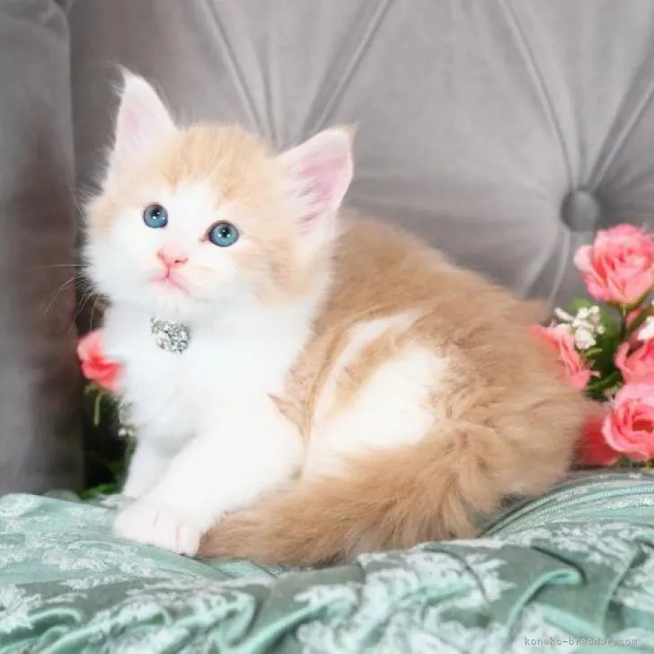 ID:2302-01632の子猫