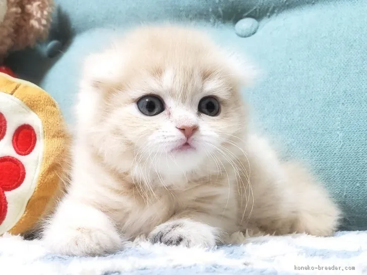 ID:2102-00750の子猫