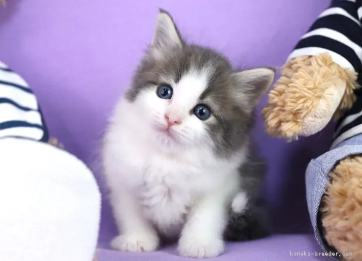 ID:2108-02567の子猫