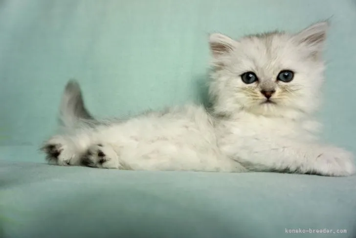 ID：2107-01916の子猫