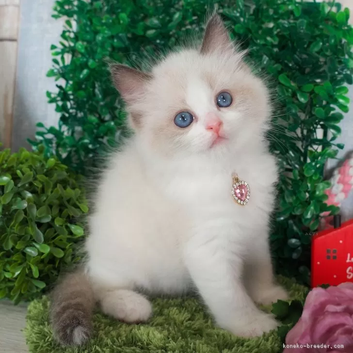 ID:2411-01731の子猫