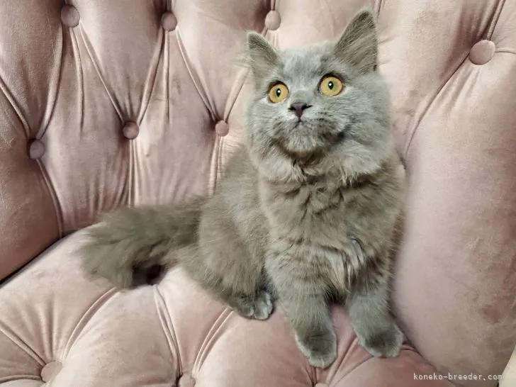 ID：2110-00381の子猫