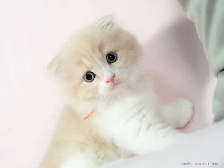 ID:2108-01985の子猫