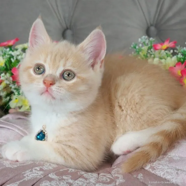ID:2308-00667の子猫