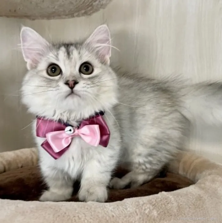 ID:2307-00144の子猫