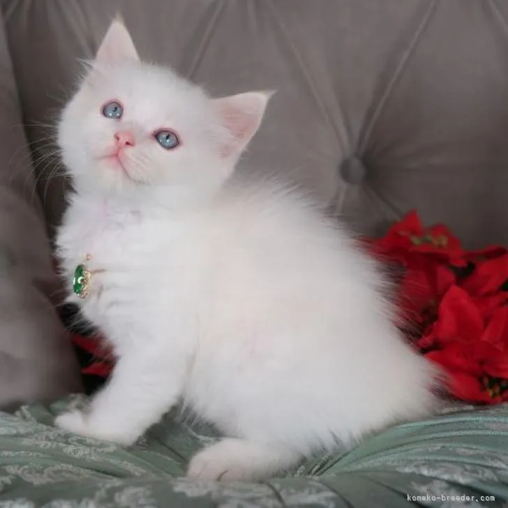 ID：2301-00762の子猫