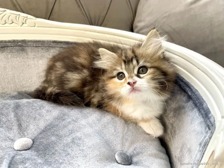 ID:2105-02362の子猫