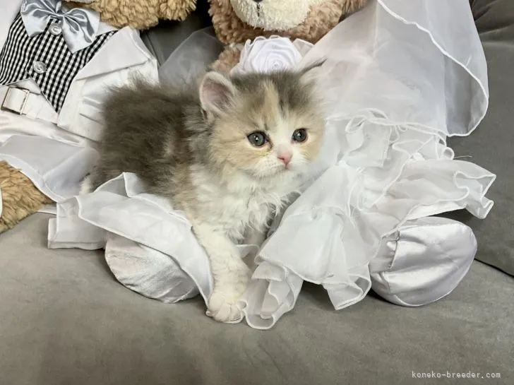 ID:2201-00870の子猫