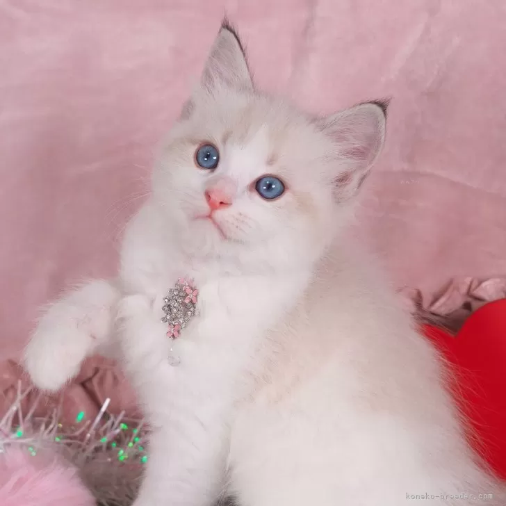 ID：2402-00363の子猫