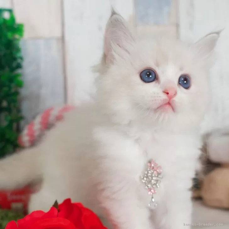ID：2411-01728の子猫