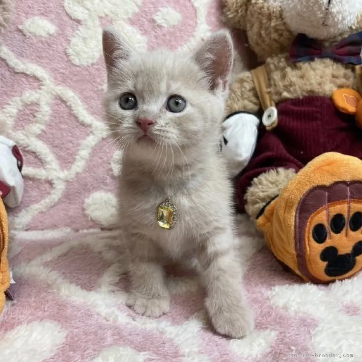 ID:2309-01392の子猫