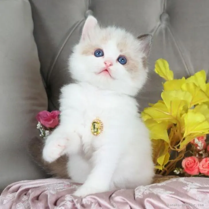ID:2301-00491の子猫