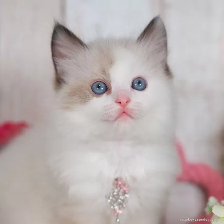 ID:2407-03228の子猫