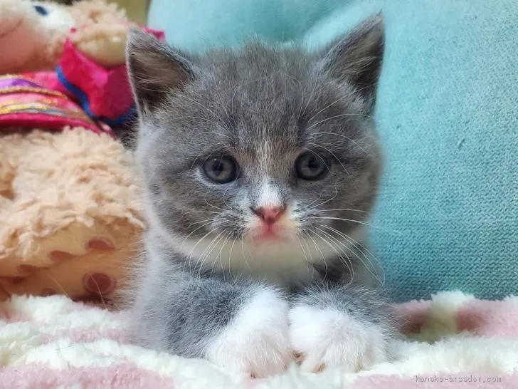 ID:2007-00987の子猫