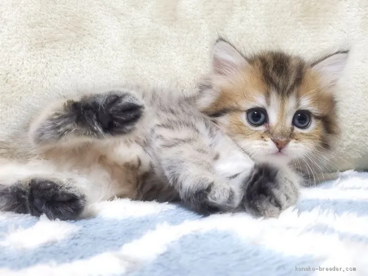 じゅり 様のお迎えした子猫
