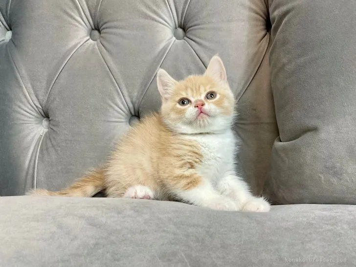 ID:2203-00346の子猫