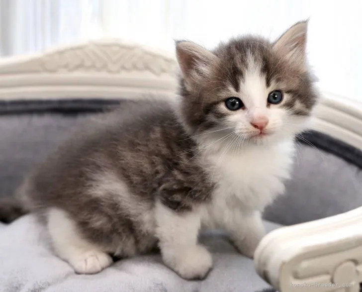 ID:2106-01725の子猫