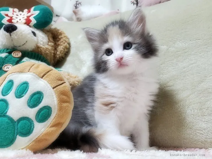 yｙ 様のお迎えした子猫