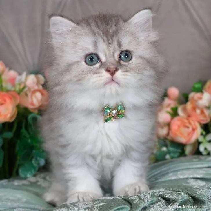 ID:2304-02205の子猫