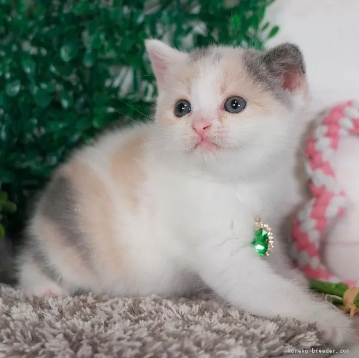 ID:2406-03647の子猫