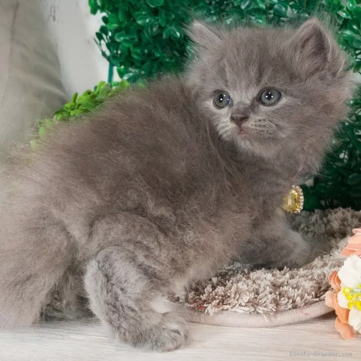 ルミ 様のお迎えした子猫