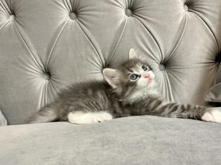 ID:2202-00297の子猫