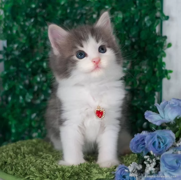 ID：2407-01127の子猫