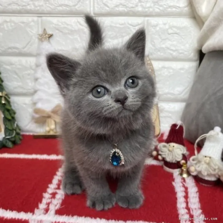 ID:2311-01216の子猫