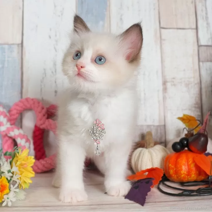 J11 様のお迎えした子猫