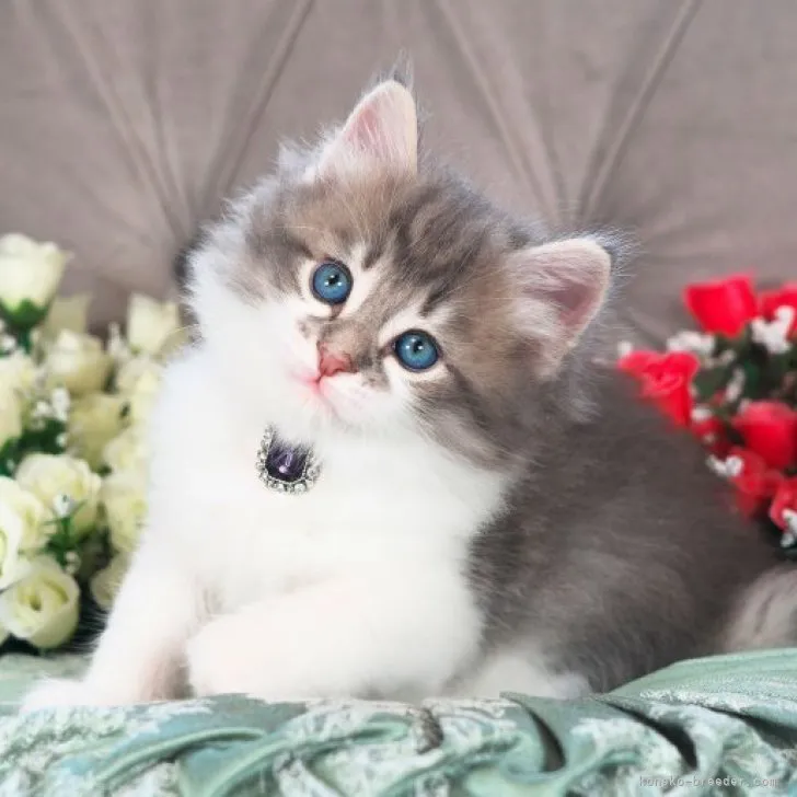 ID:2303-02827の子猫