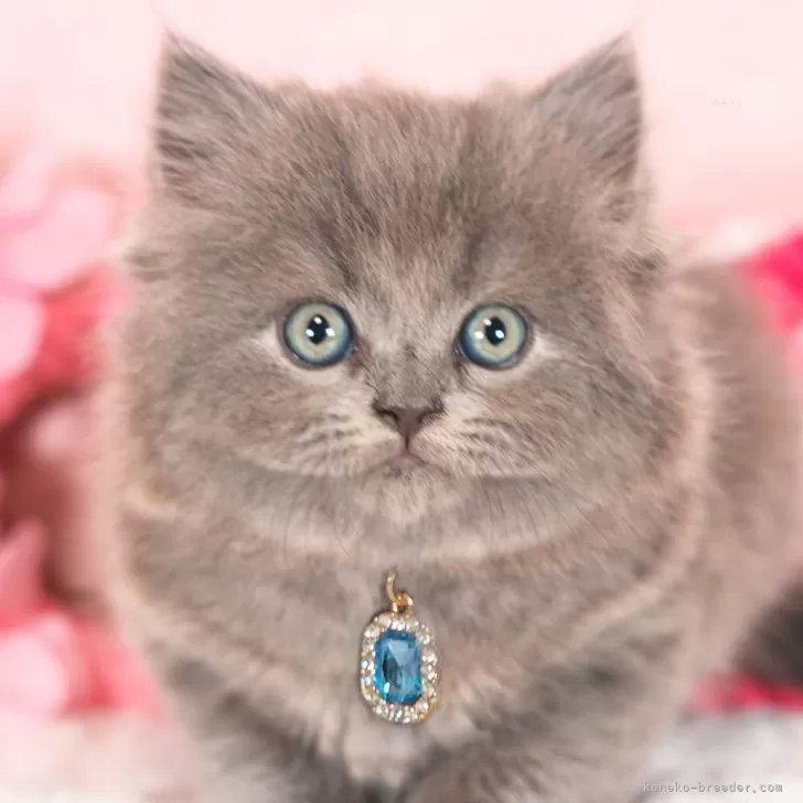 ID:2404-00300の子猫