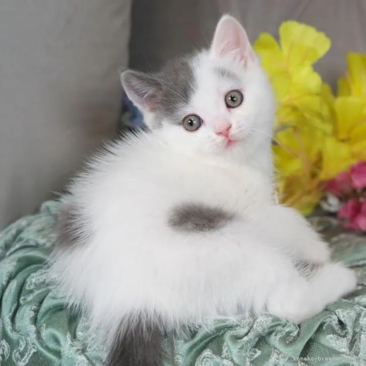 ID:2212-01603の子猫