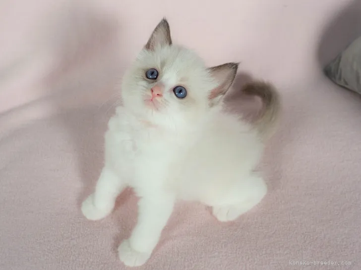 ID：2108-02088の子猫