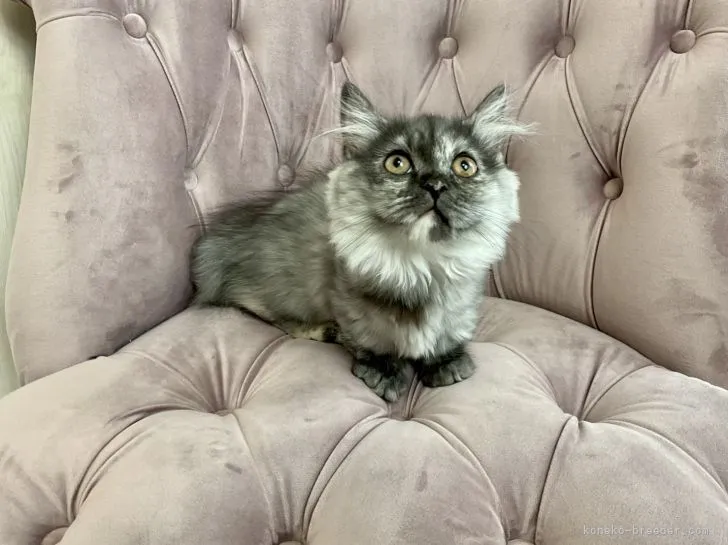 ID:2112-00346の子猫