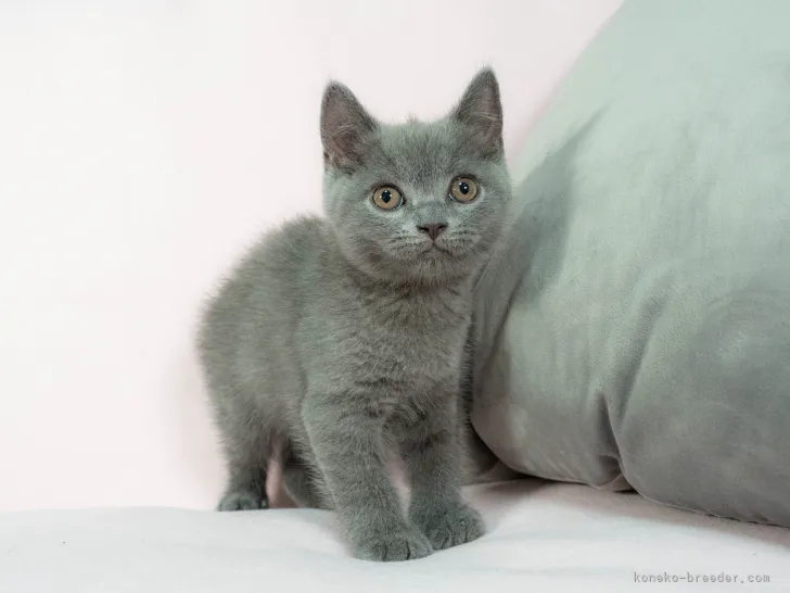 ID：2108-01735の子猫