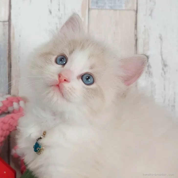 ID:2411-01734の子猫