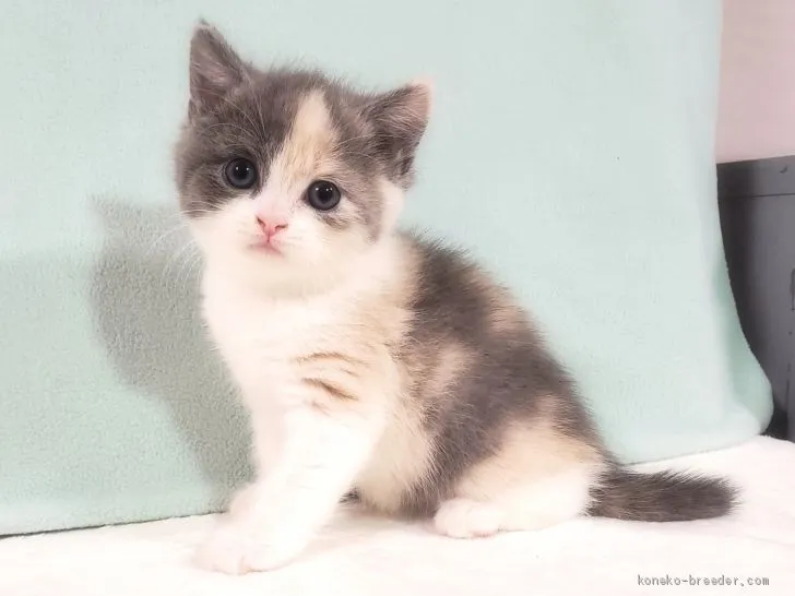 ID:2101-00826の子猫