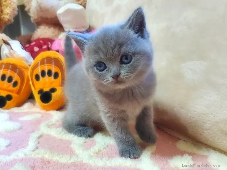 ID:2010-00408の子猫