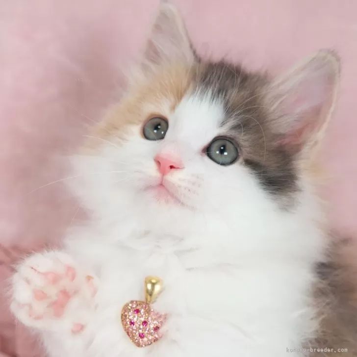 ID:2401-01119の子猫