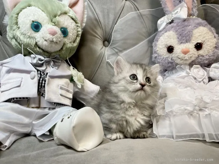 ID:2201-00446の子猫