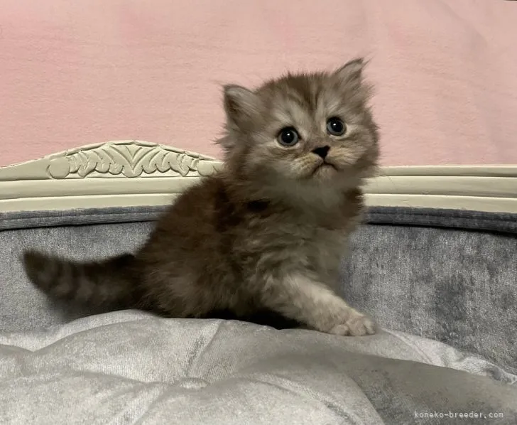 ID:2112-00348の子猫