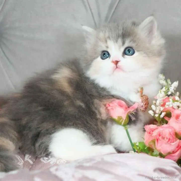 ID：2302-01361の子猫