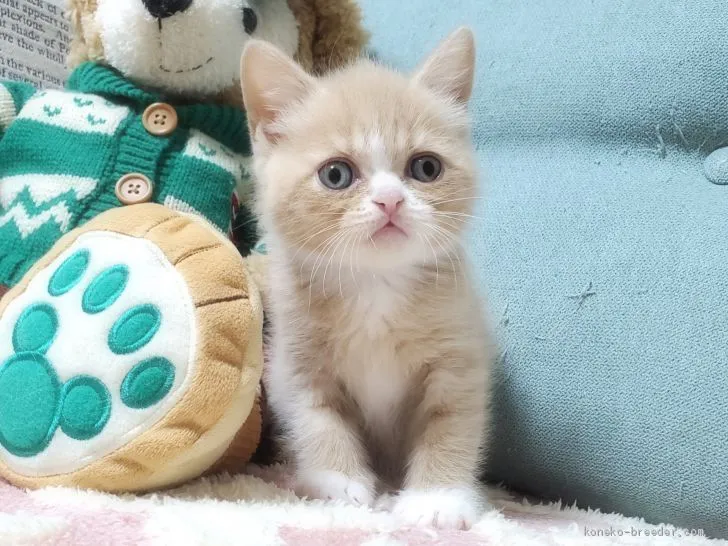 ID:2102-00110の子猫