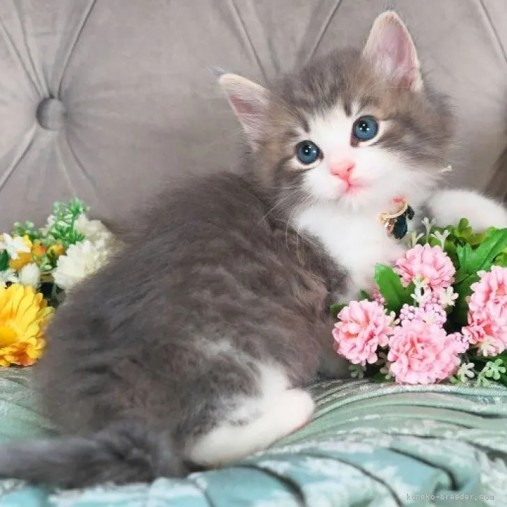 ID：2303-02835の子猫