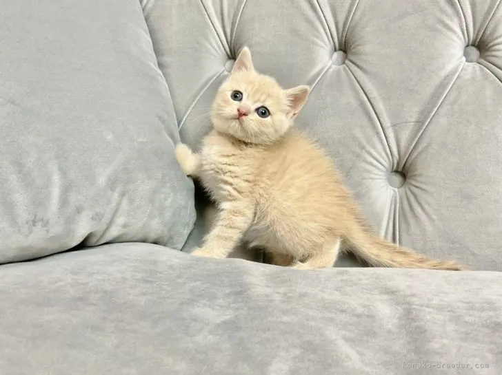 ID：2203-02043の子猫