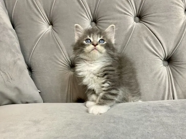 ID:2202-00307の子猫
